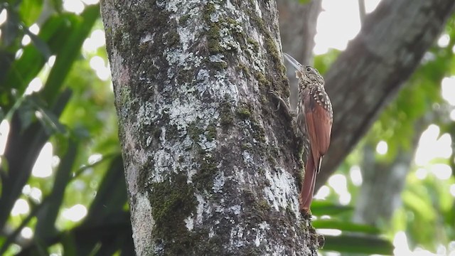 Black-striped Woodcreeper - ML285008211