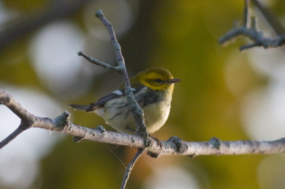 Black-throated Green Warbler - ML285008721