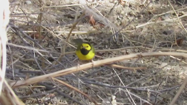 Hooded Warbler - ML285009411