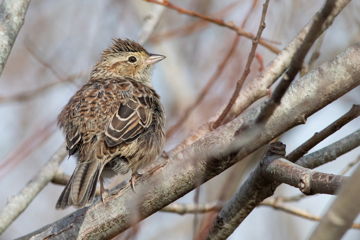 Cassin's Sparrow - Rob Fowler