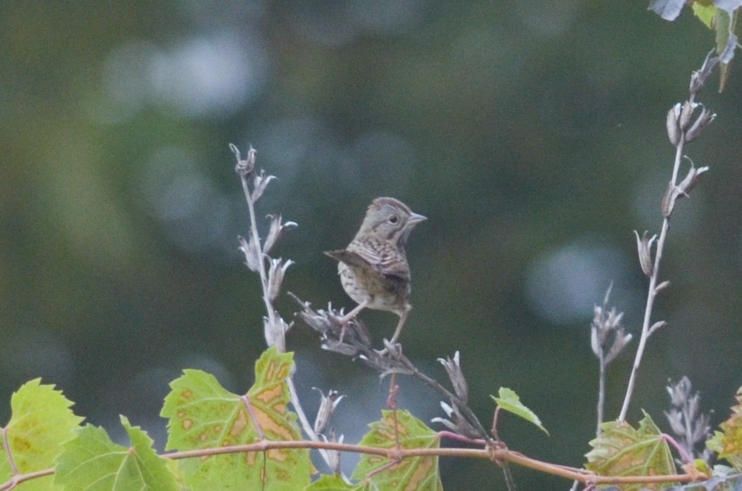 Lincoln's Sparrow - ML285010381