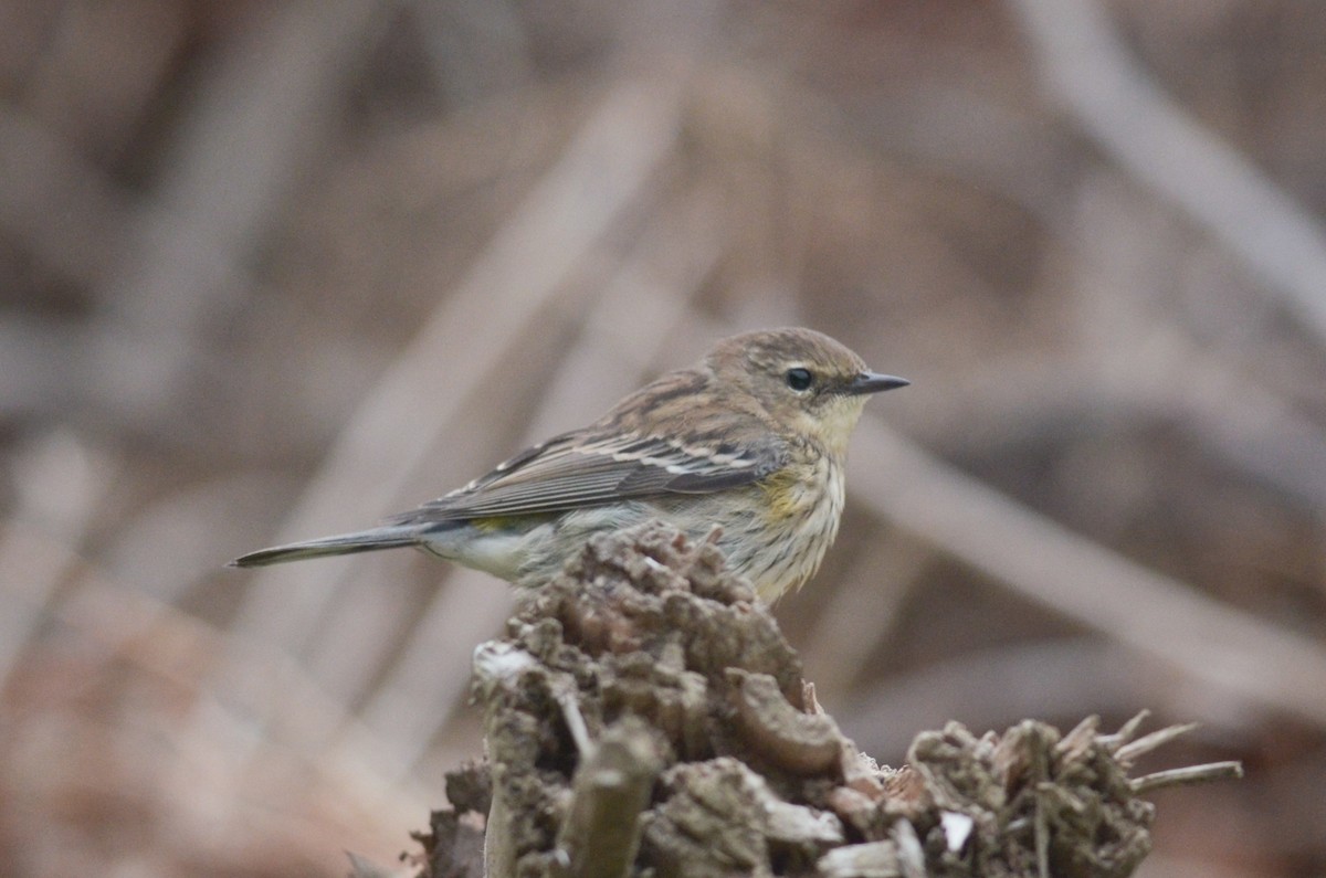 Yellow-rumped Warbler (Myrtle) - ML285010551