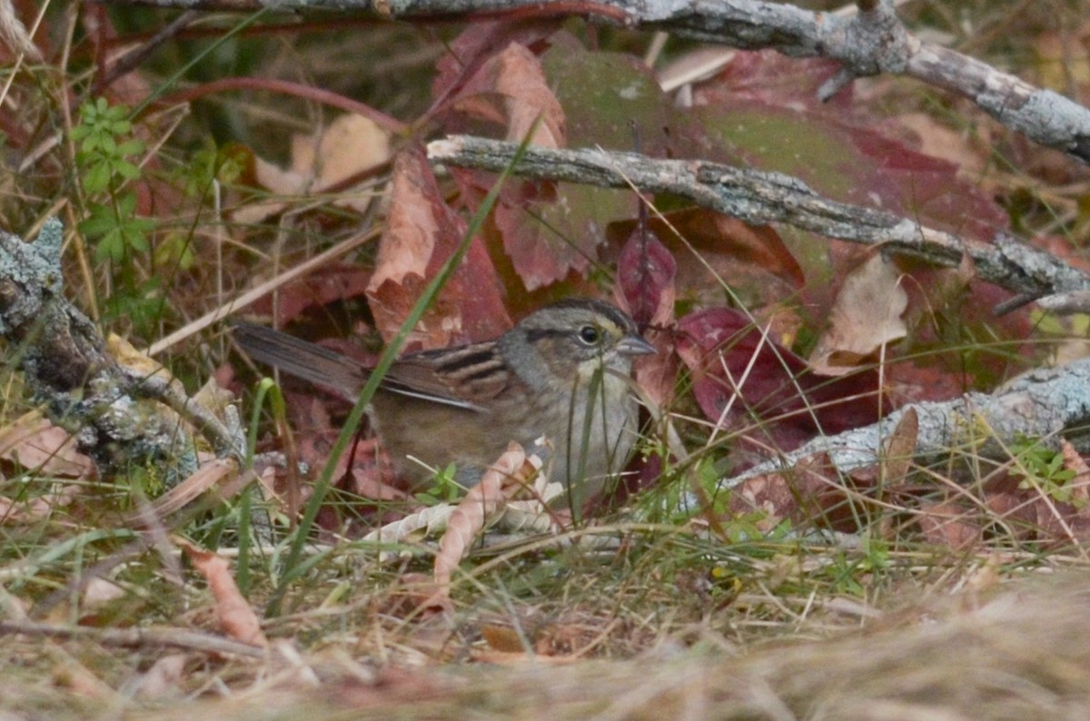 Swamp Sparrow - ML285010691