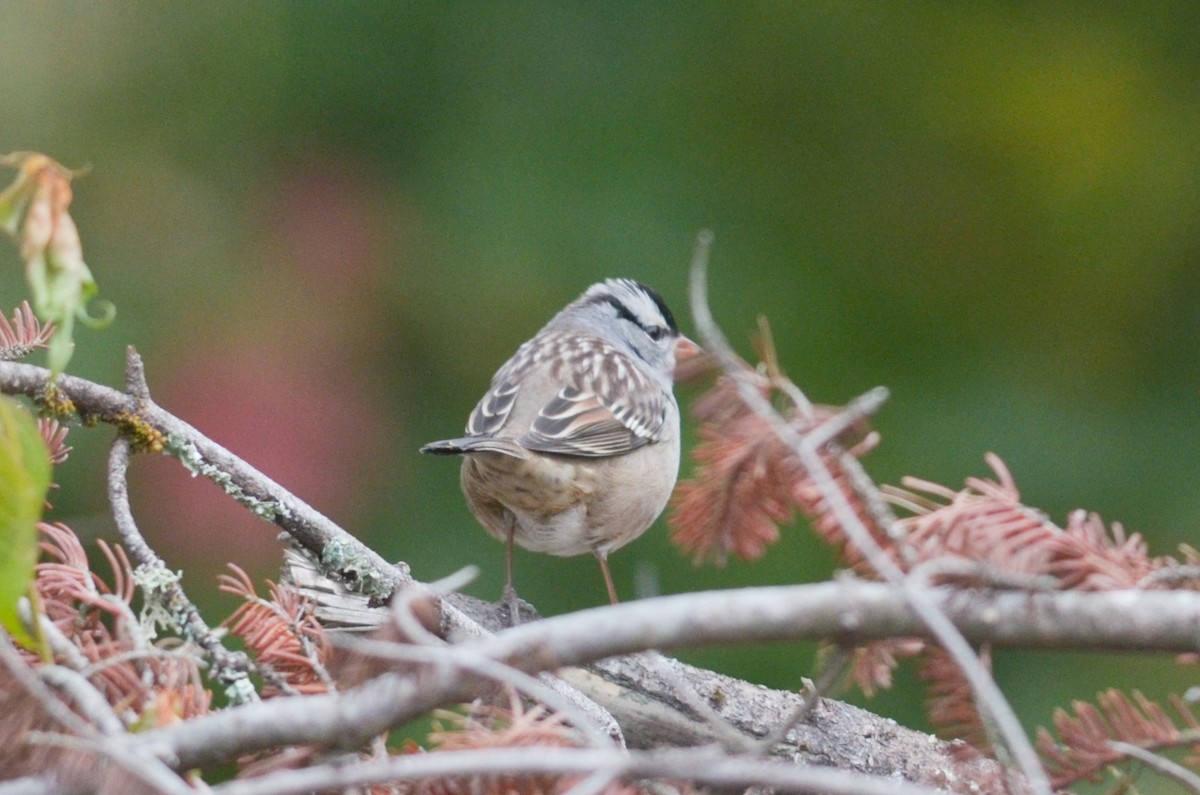 White-crowned Sparrow - ML285010771