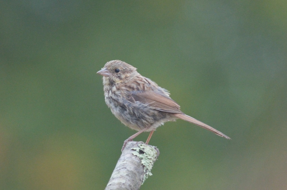 Song Sparrow - ML285010881