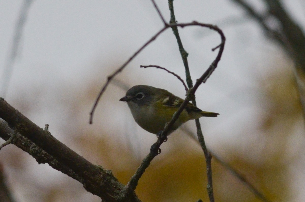 Blue-headed Vireo - ML285010931