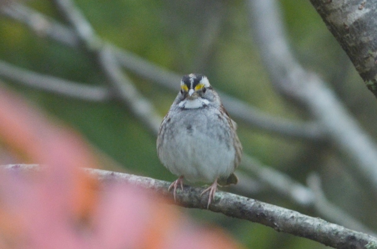 White-throated Sparrow - ML285010981