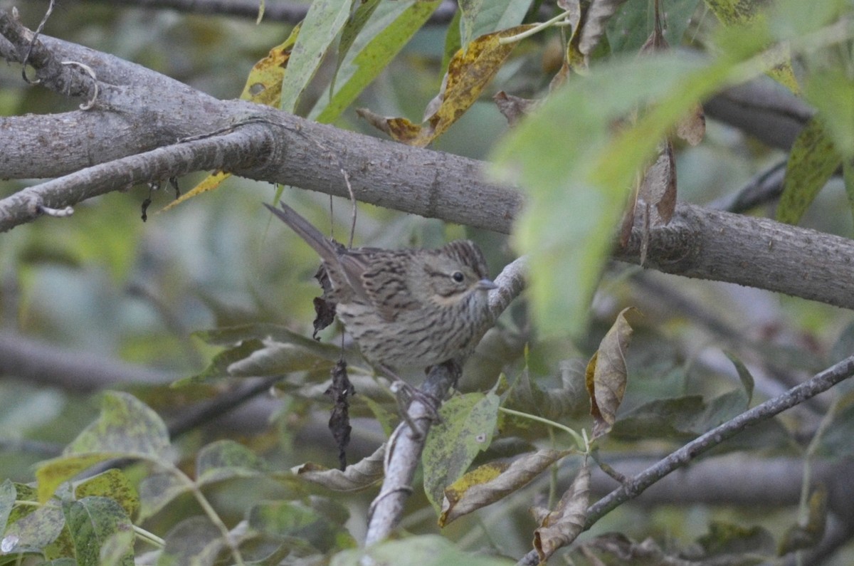 Lincoln's Sparrow - ML285011101