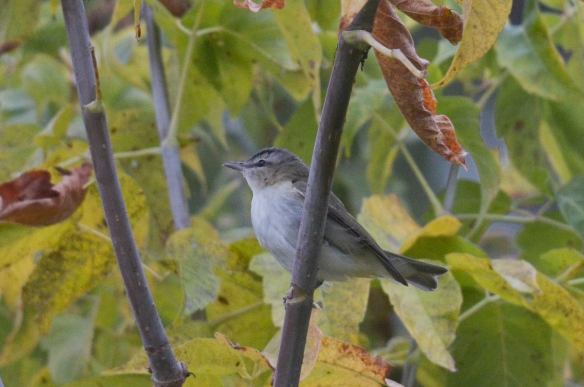 Red-eyed Vireo - ML285011171