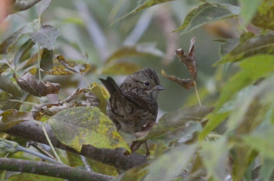 Lincoln's Sparrow - ML285011281