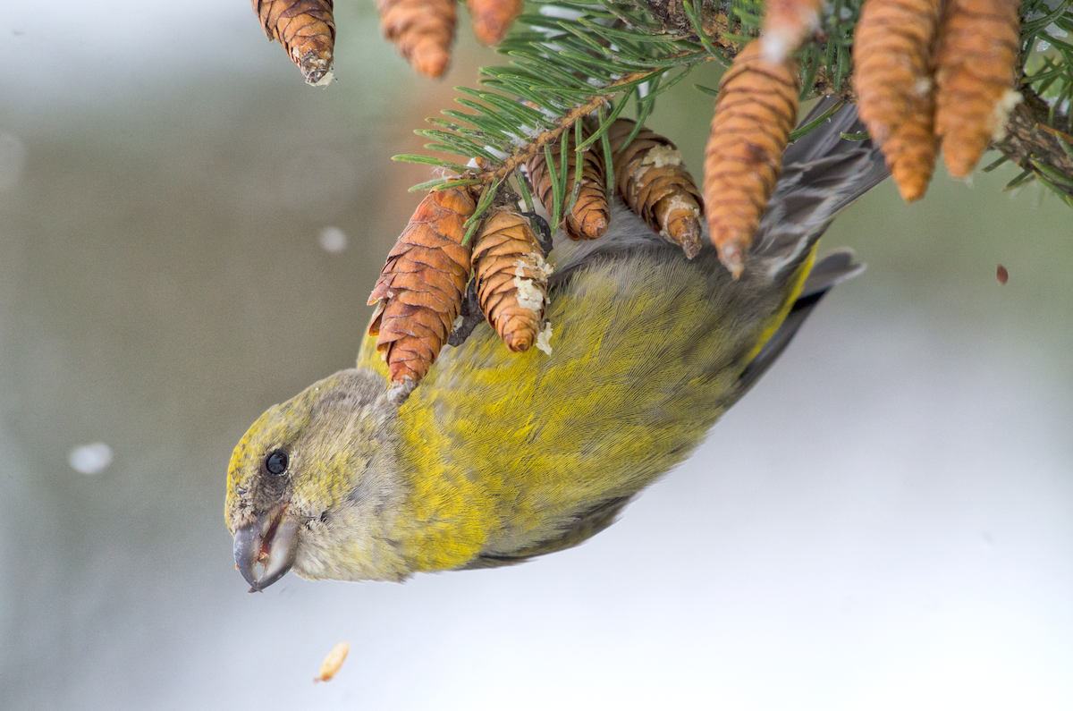 Red Crossbill - Nolan Pelland