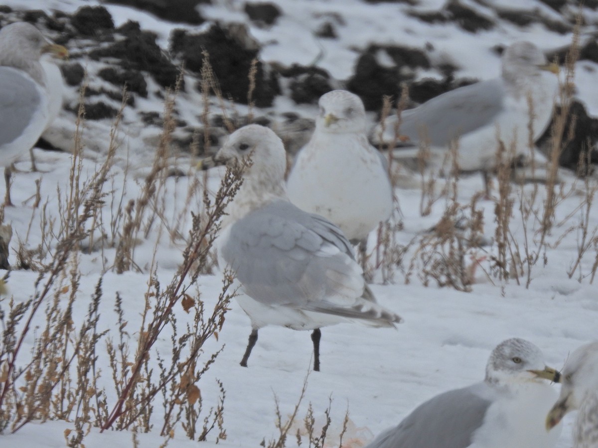 Goéland arctique (kumlieni) - ML285012981