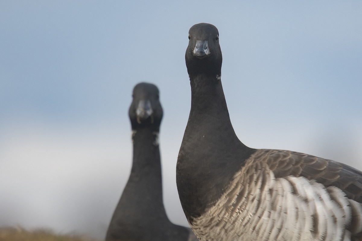 Brant (Pale-bellied) - Reed Robinson