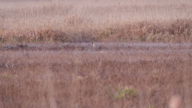 Short-eared Owl - ML285013661