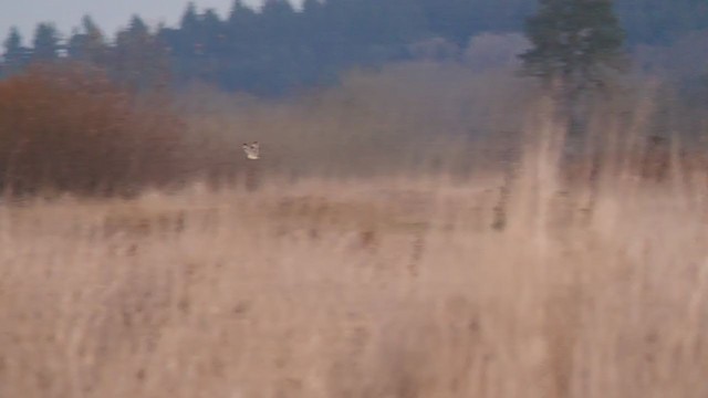 Short-eared Owl - ML285013861