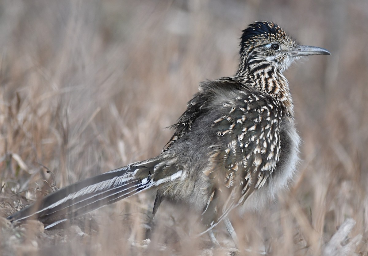 Greater Roadrunner - ML285014091