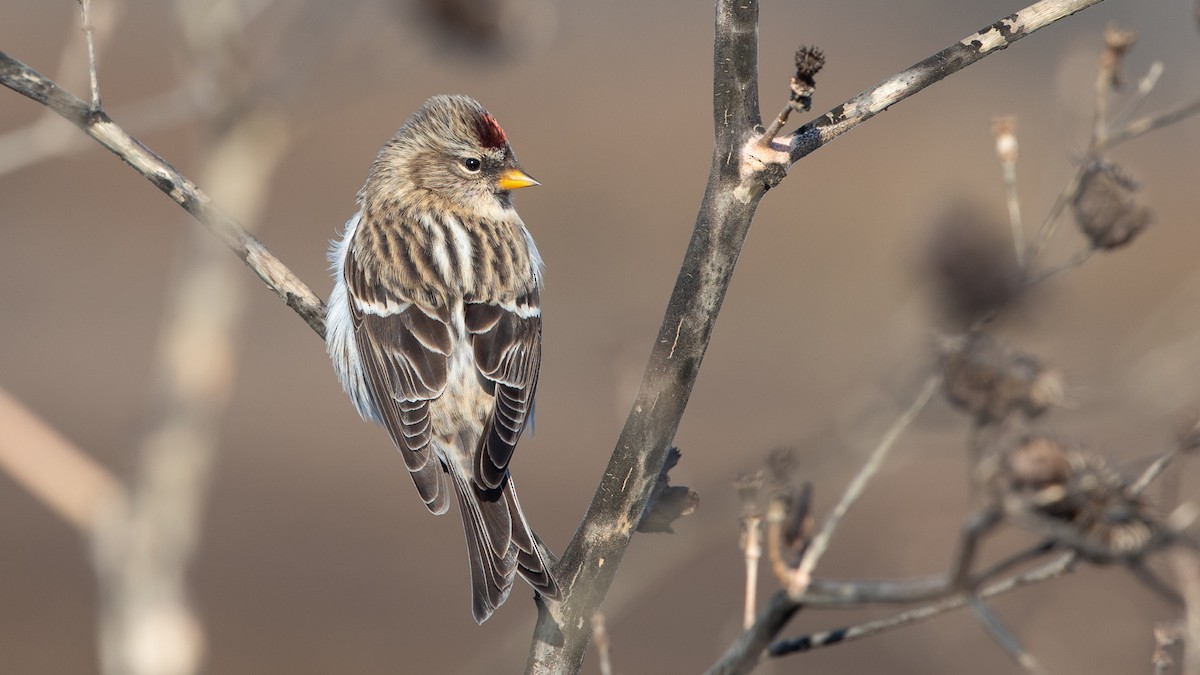 Redpoll (Common) - ML285014811