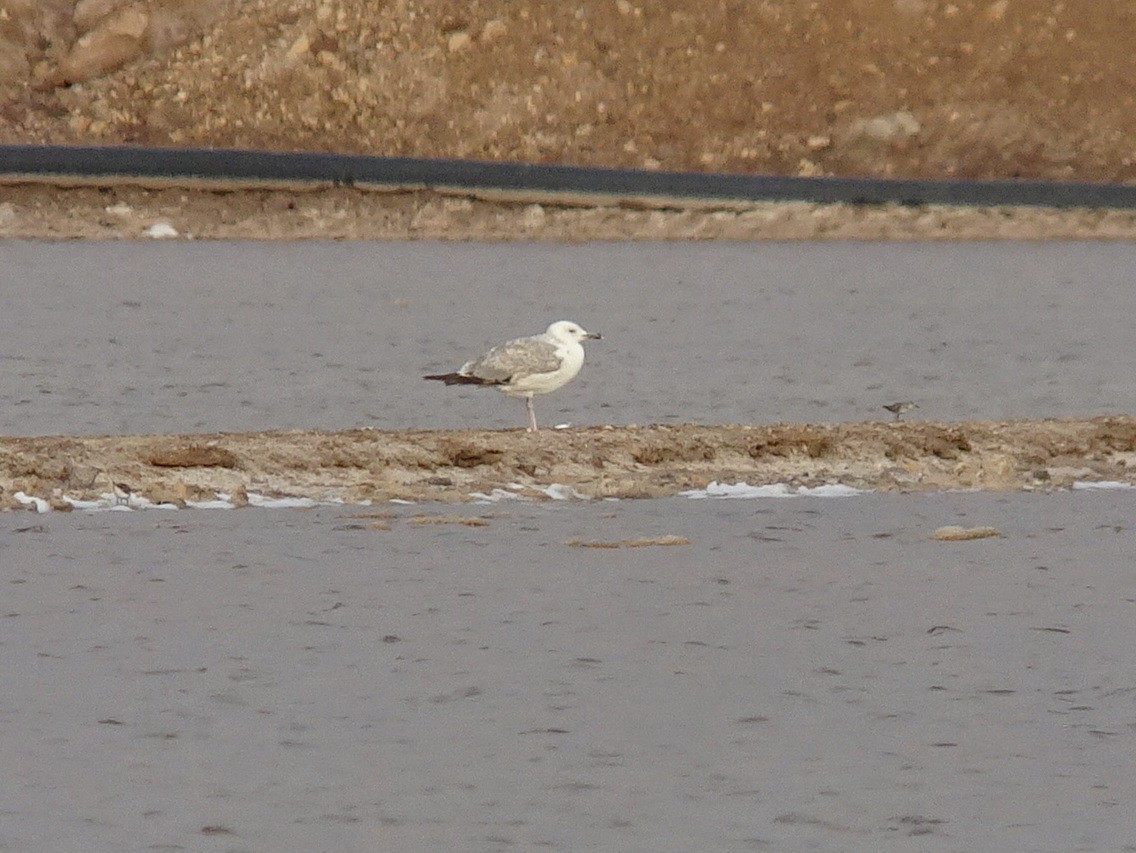 Caspian Gull - ML285017061