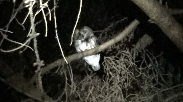 Northern Saw-whet Owl - ML285017611