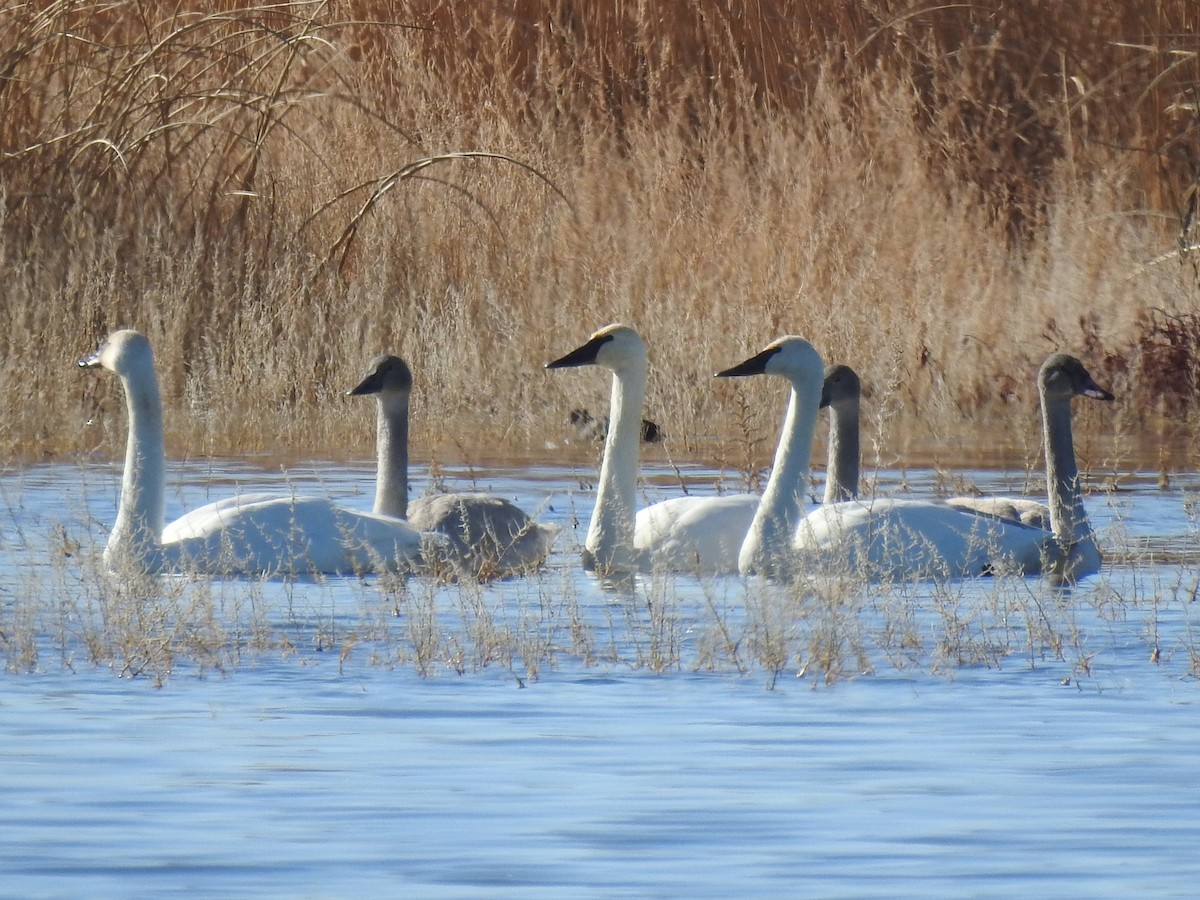 Trumpeter Swan - ML285018551