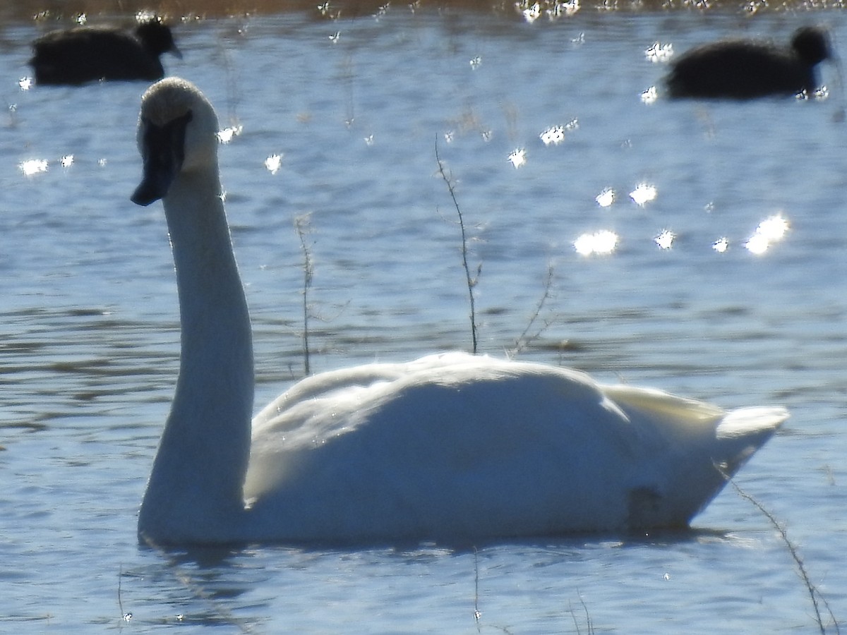 Trumpeter Swan - ML285018641