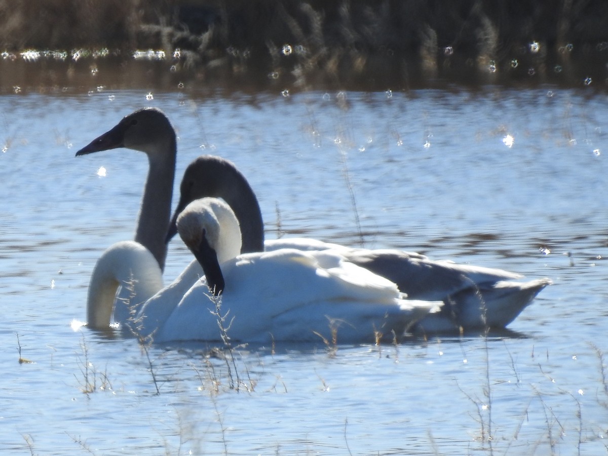 Trumpeter Swan - ML285018661