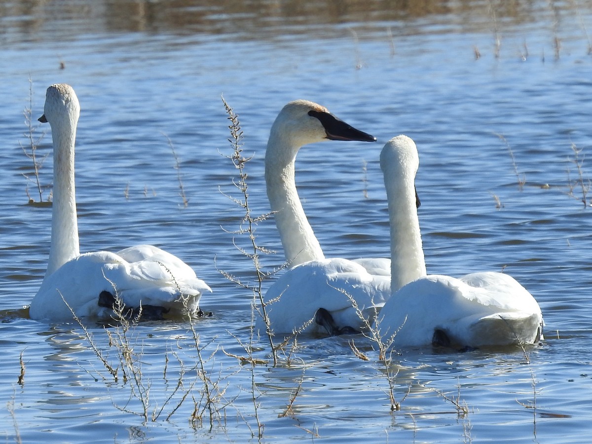 Trumpeter Swan - Chris Dean