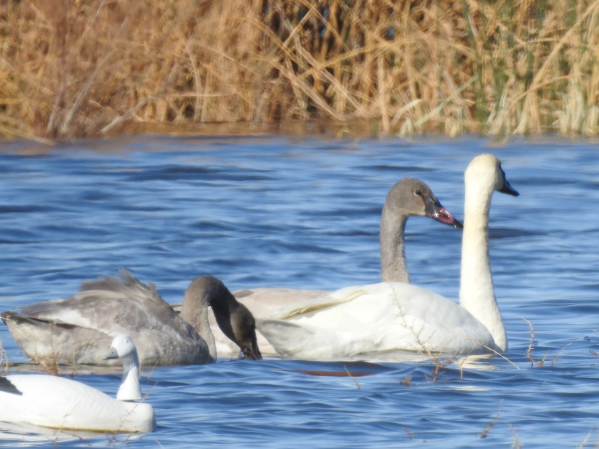 Trumpeter Swan - ML285018801