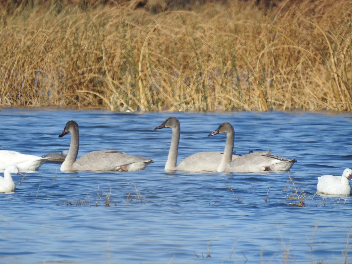 Trumpeter Swan - ML285018811