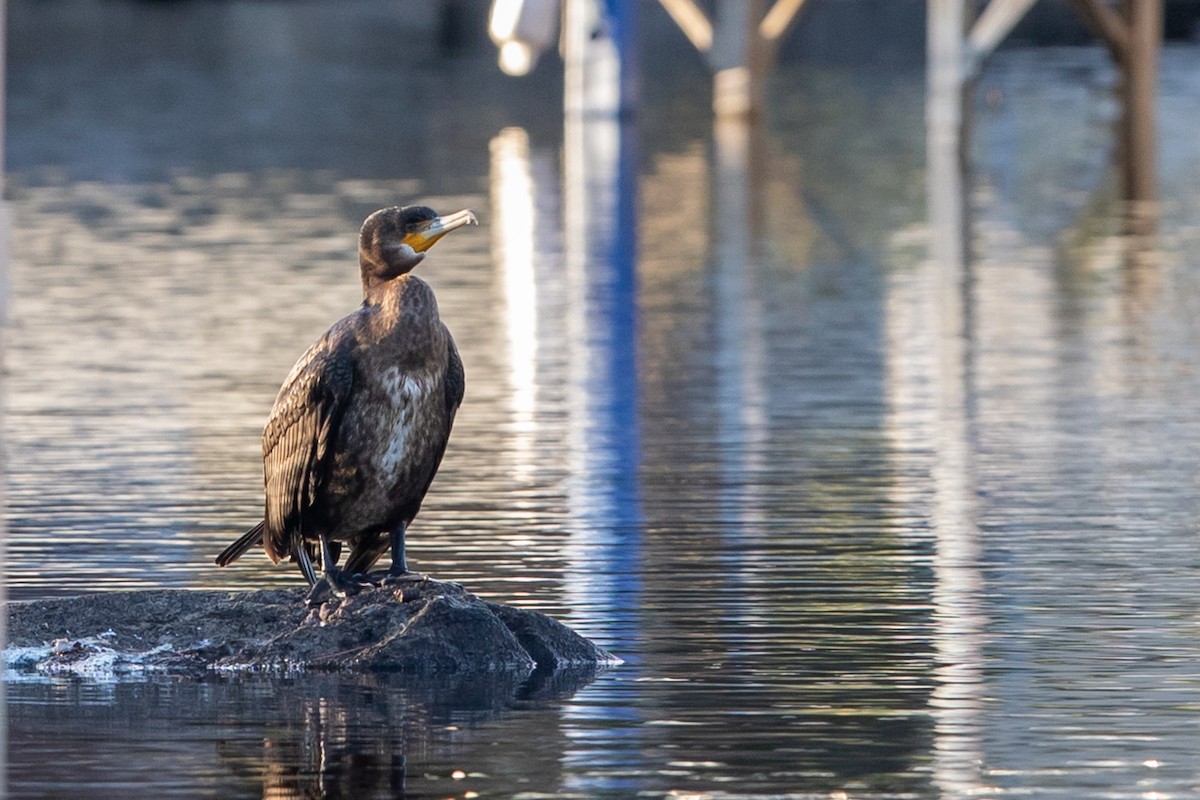 Great Cormorant - Louis Bevier