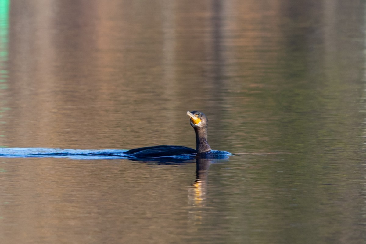 Great Cormorant - Louis Bevier