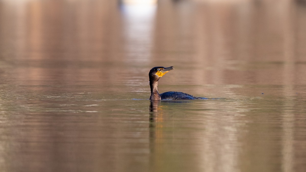 Great Cormorant - Louis Bevier