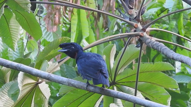 Bare-necked Umbrellabird - ML285020261