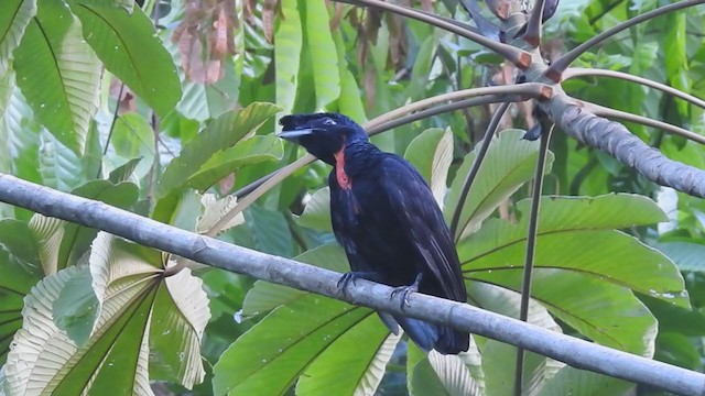 Bare-necked Umbrellabird - ML285020311