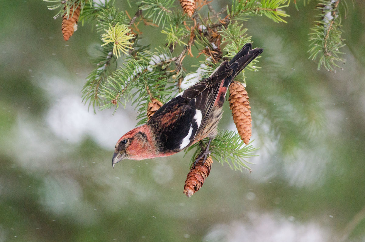 White-winged Crossbill - Nolan Pelland