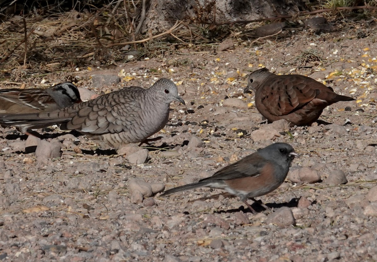 Ruddy Ground Dove - Laura Paulson