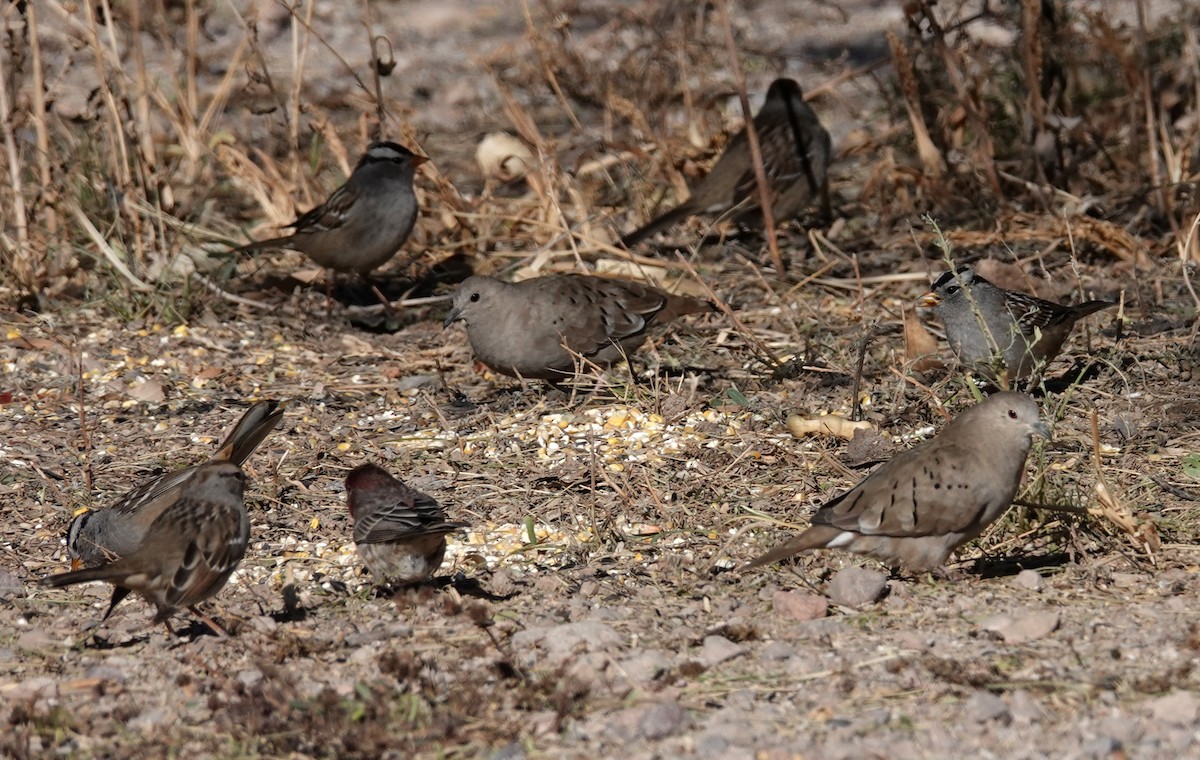 Ruddy Ground Dove - Laura Paulson