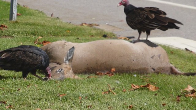 Turkey Vulture - ML285024641