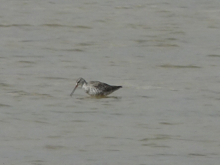 Spotted Redshank - ML285025311