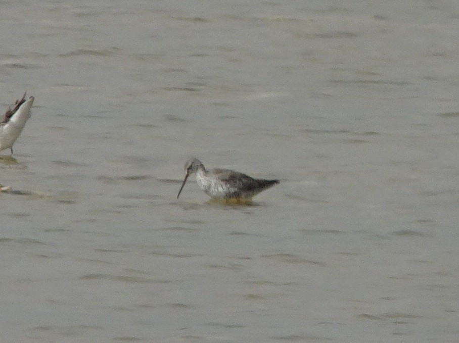 Spotted Redshank - ML285025321