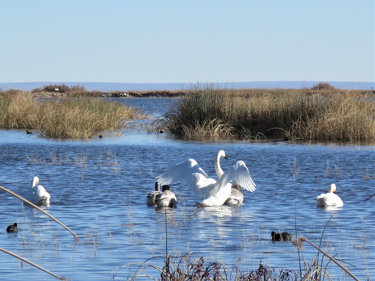 Trumpeter Swan - ML285025461
