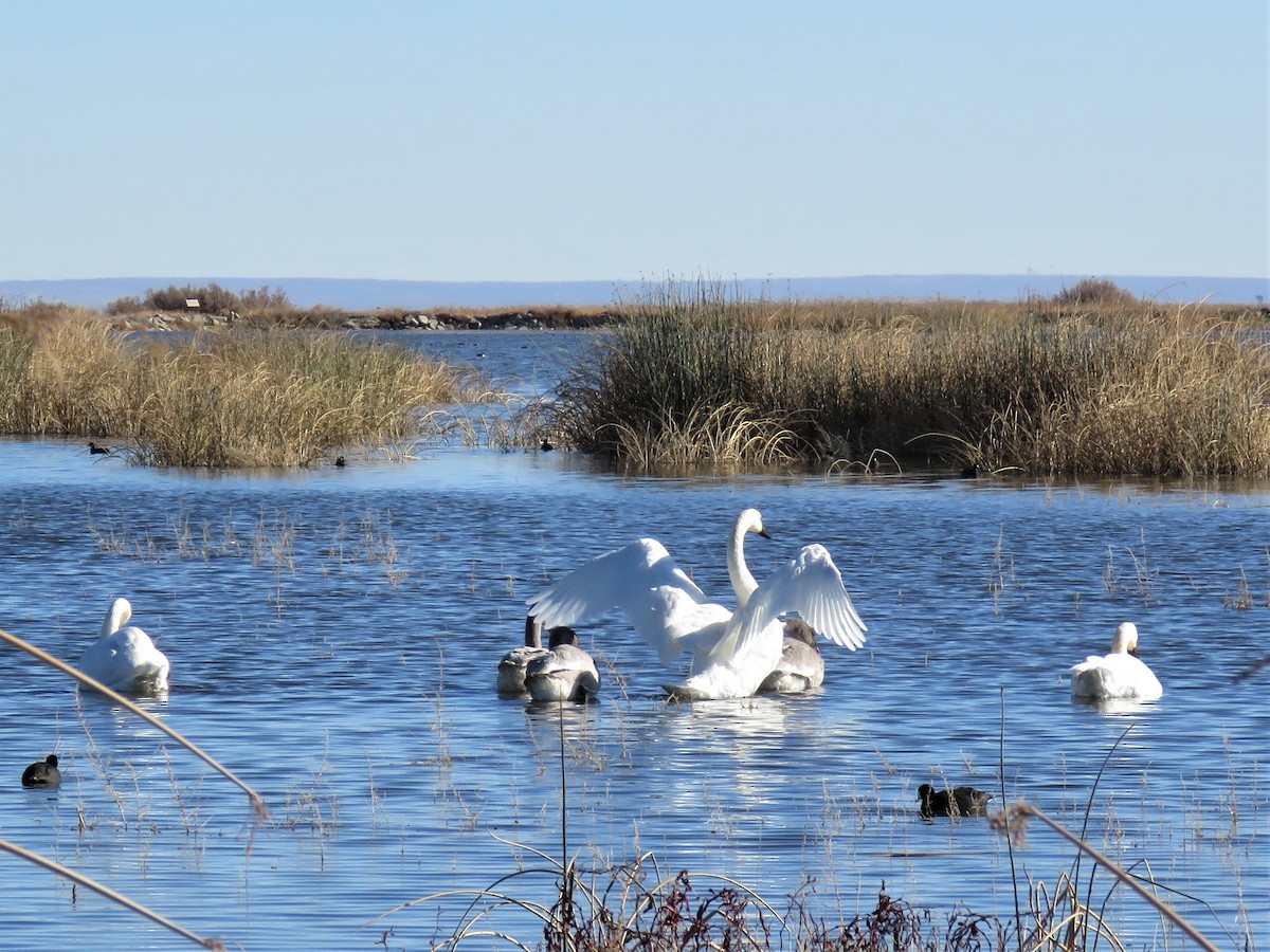 Cygne trompette - ML285025461