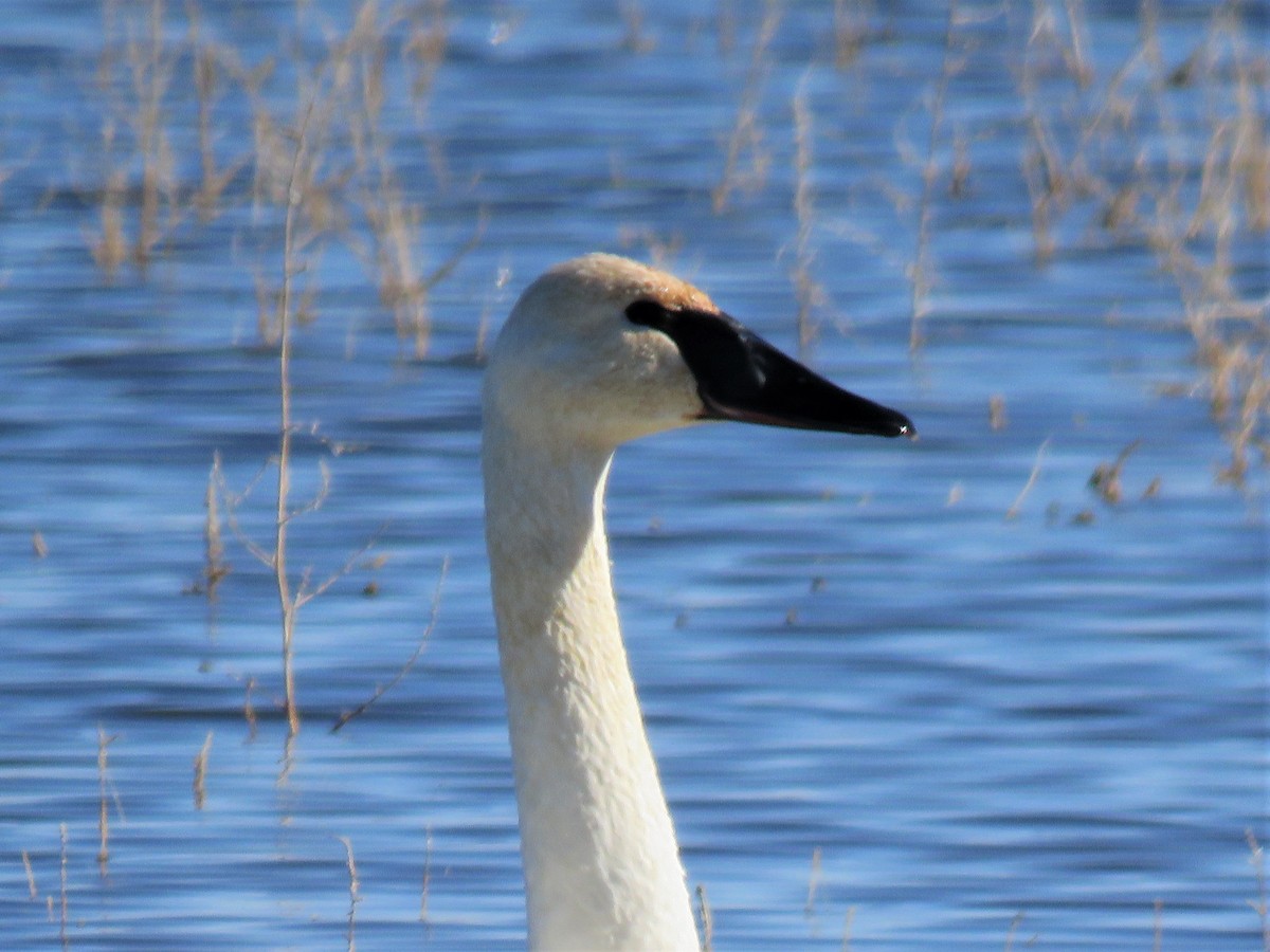 Trumpeter Swan - ML285025581