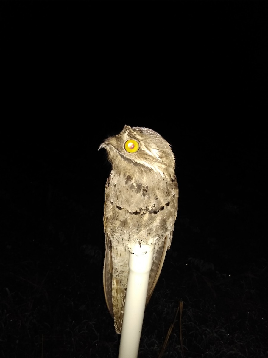 Northern Potoo - ML285028031