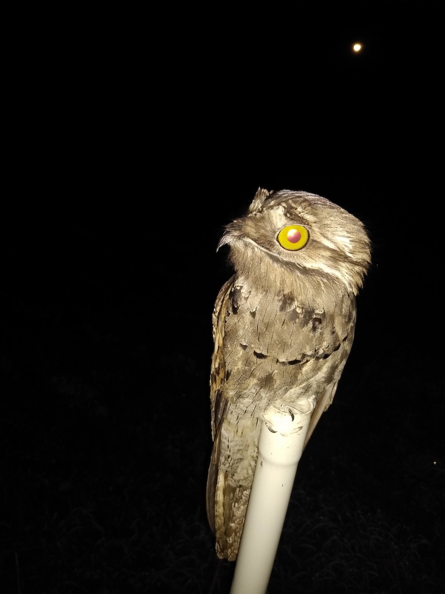 Northern Potoo - ML285028061