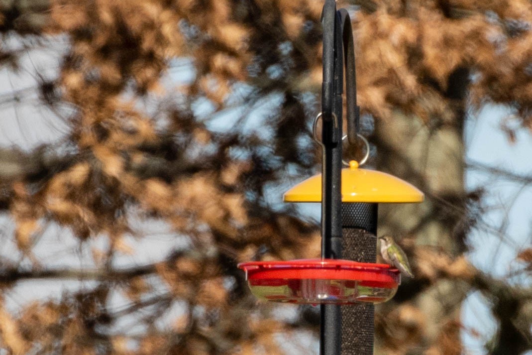 Black-chinned Hummingbird - ML285029931