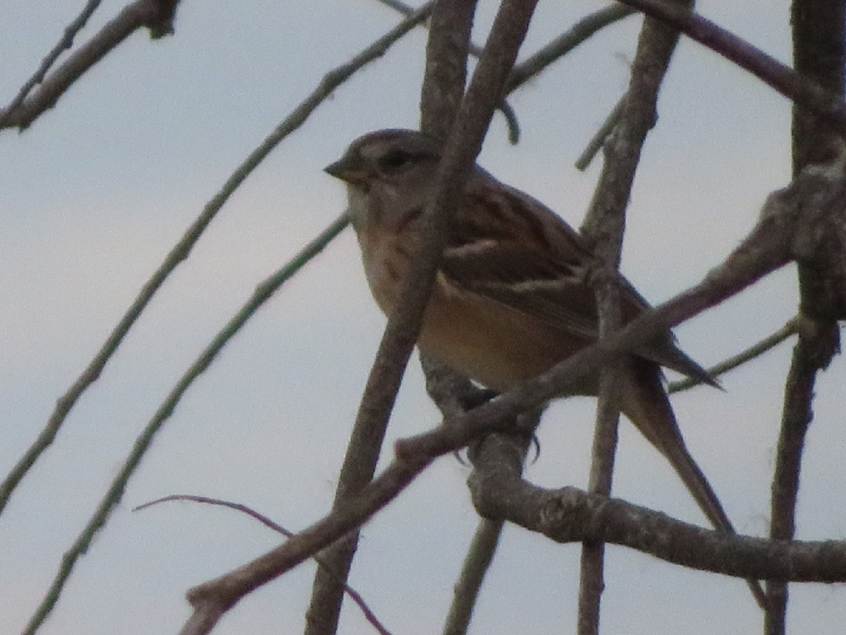 American Tree Sparrow - ML285029951