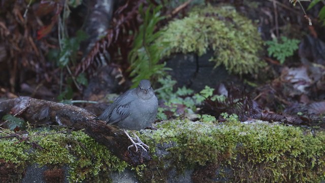 American Dipper - ML285030711