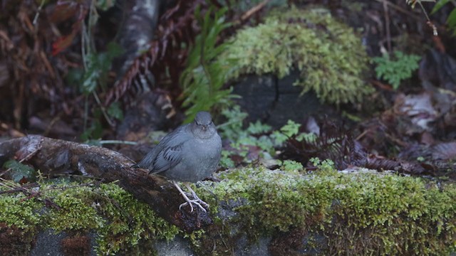 Grauwasseramsel - ML285030711