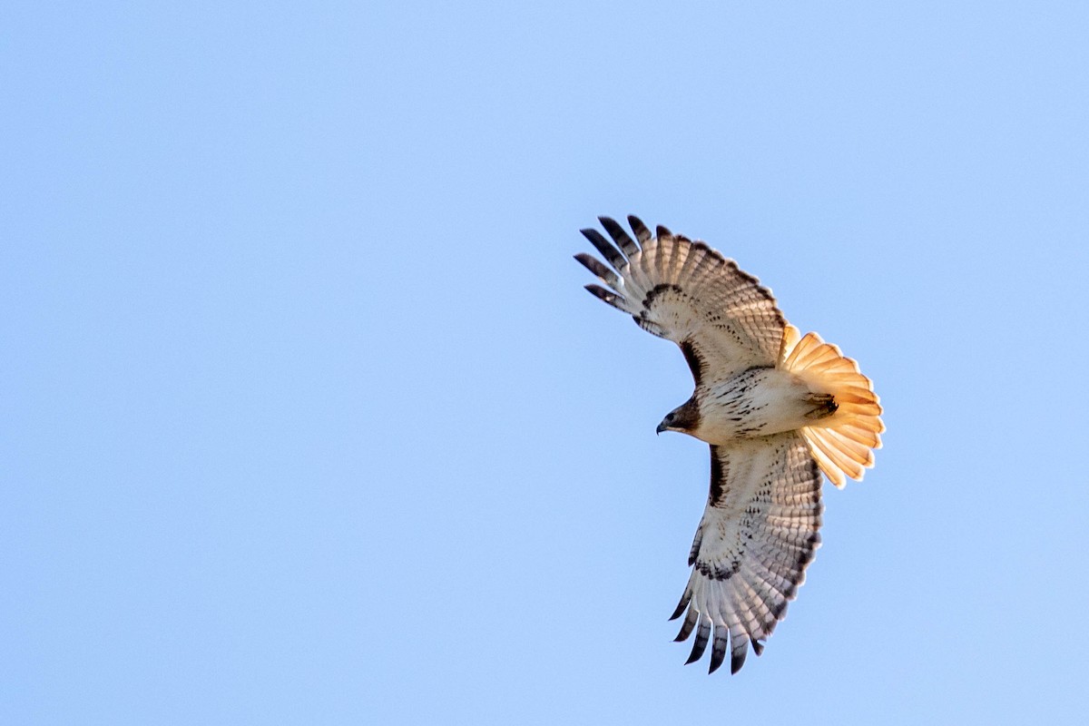 Red-tailed Hawk - ML285030841